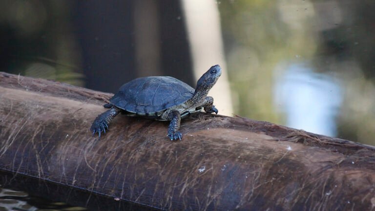 Todo Sobre Las Tortugas De Agua Dulce H Bitat Y Cuidados Blog