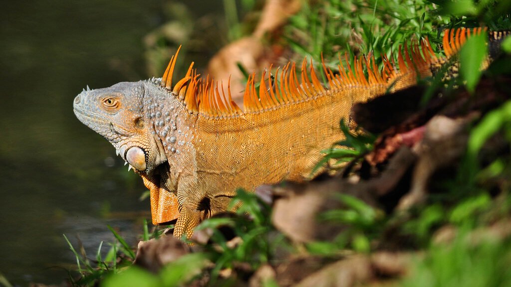 iguana verde