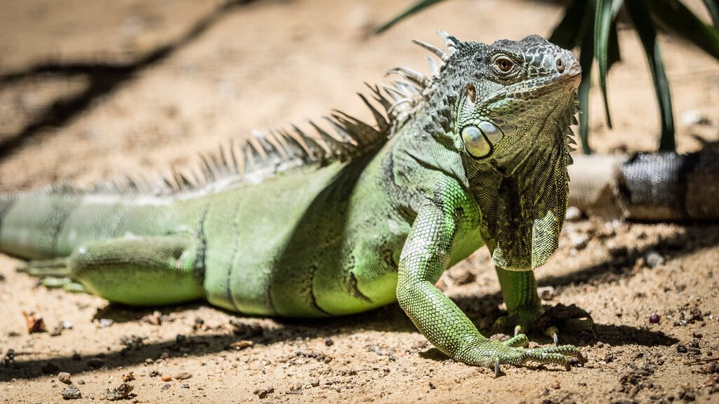 iguana verde