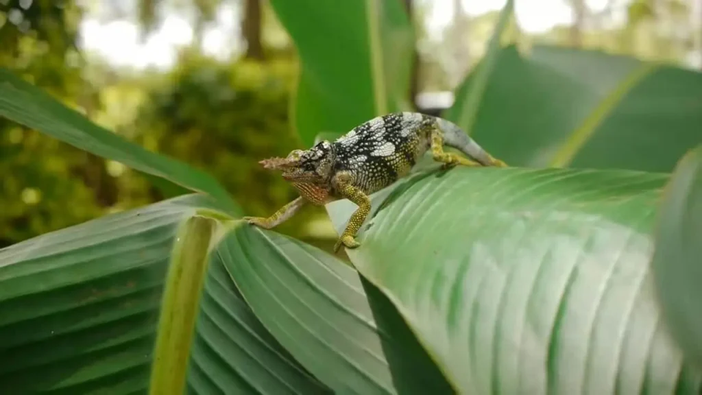 Camaleon Enano de Fischer