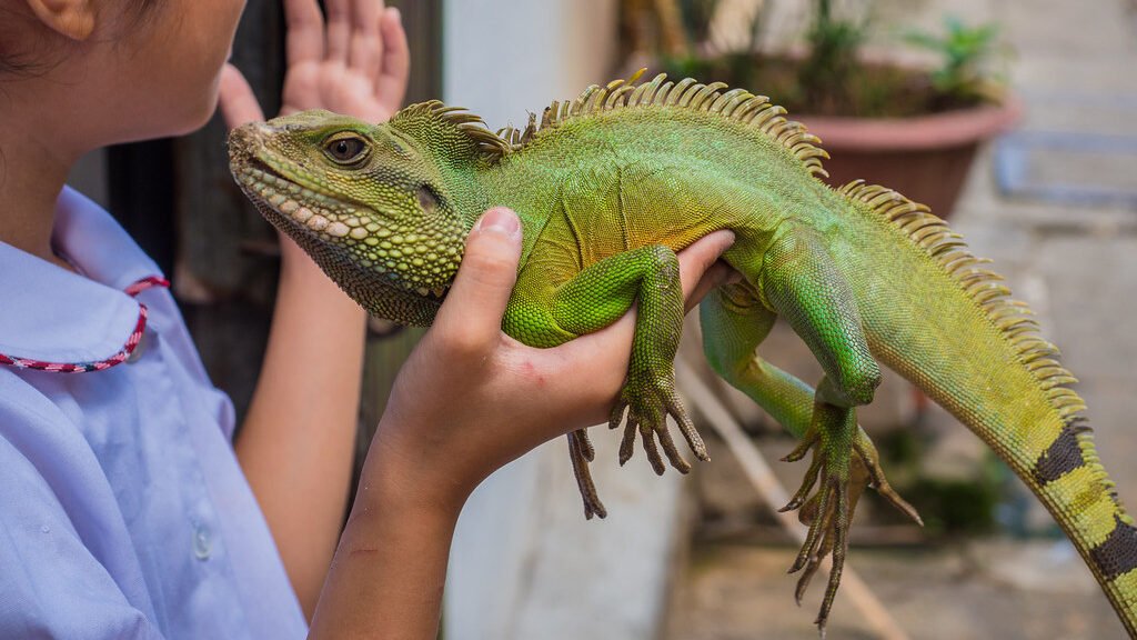 lagarto como mascota