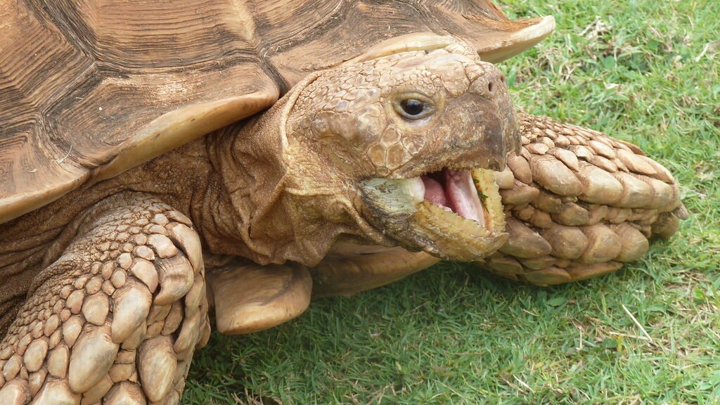 cuidados de la tortuga de espolones africana