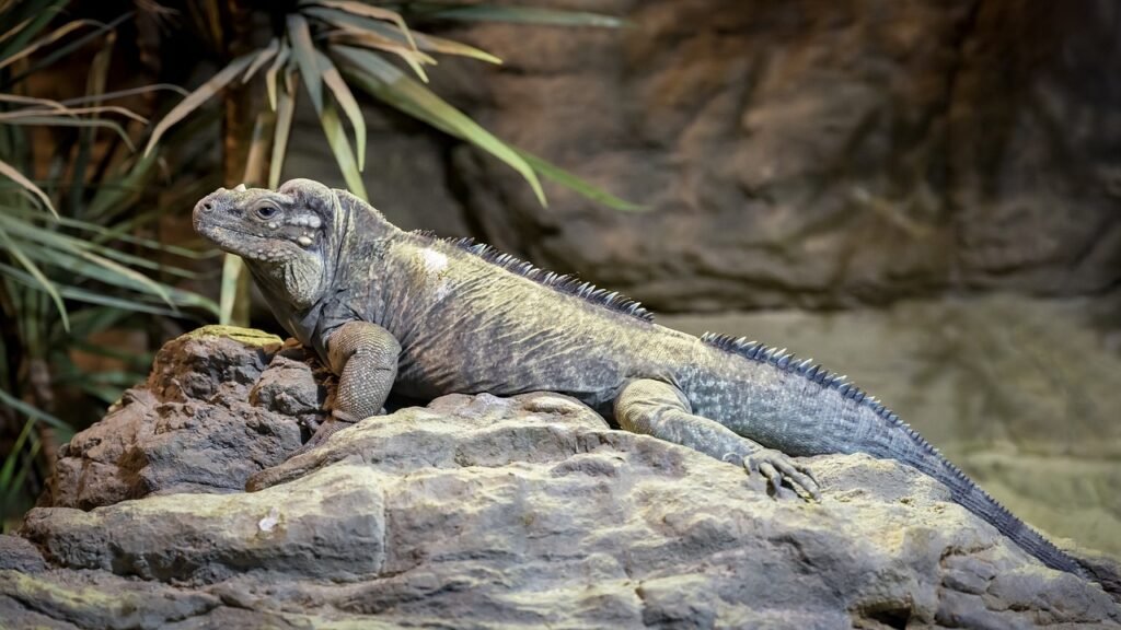 iguana de acklin