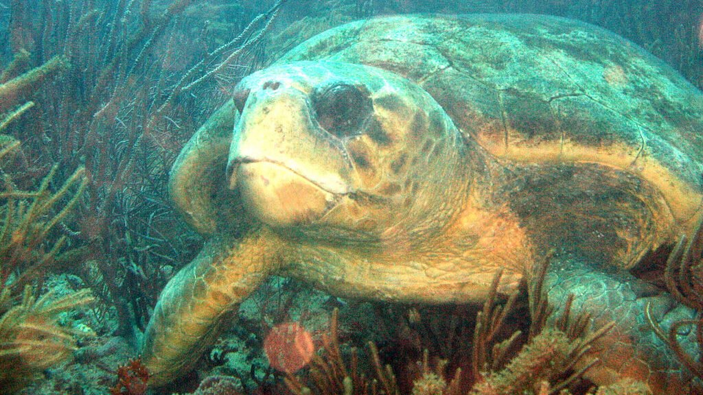 tamaño de la tortuga boba