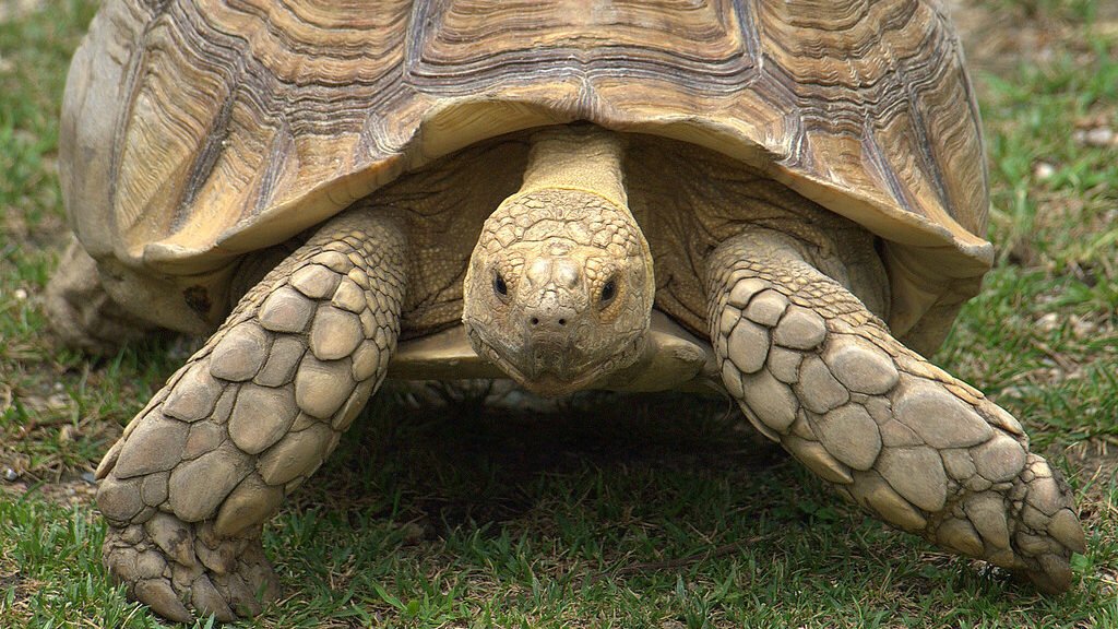 habitat de la tortuga de espolones africana