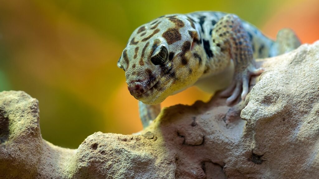 caracteristicas de los geckos