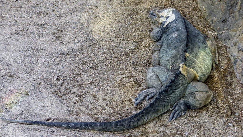 iguana de acklin