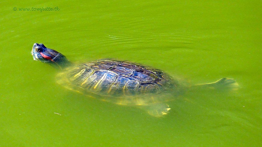 alimentacion de la tortuga de orejas rojas