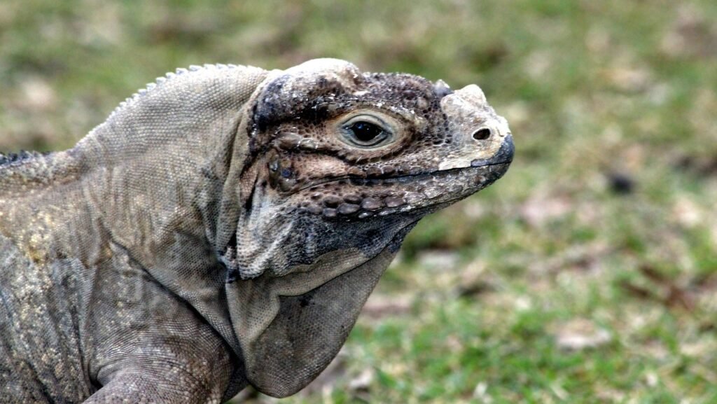iguana de acklin