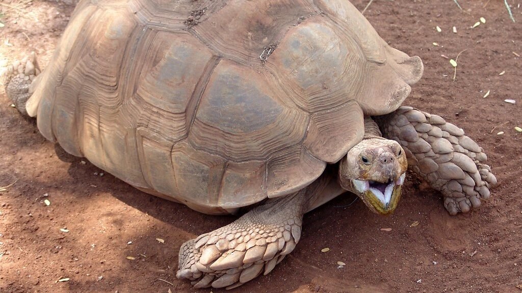 reproduccion de la tortuga de espolones africana