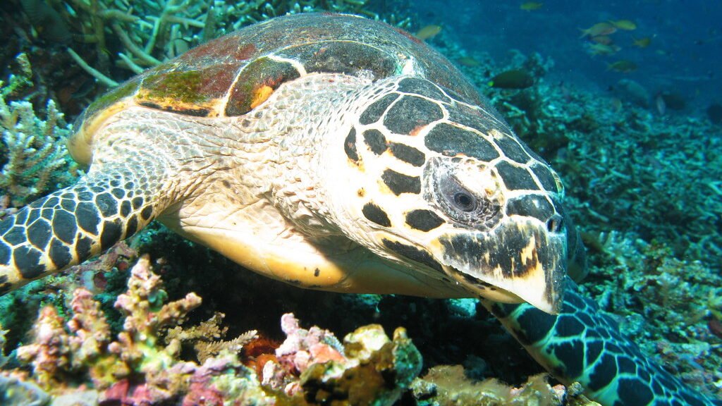 caracteristicas de la tortuga carey