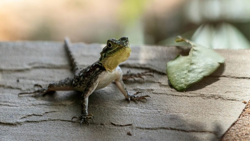 tamaño de los geckos