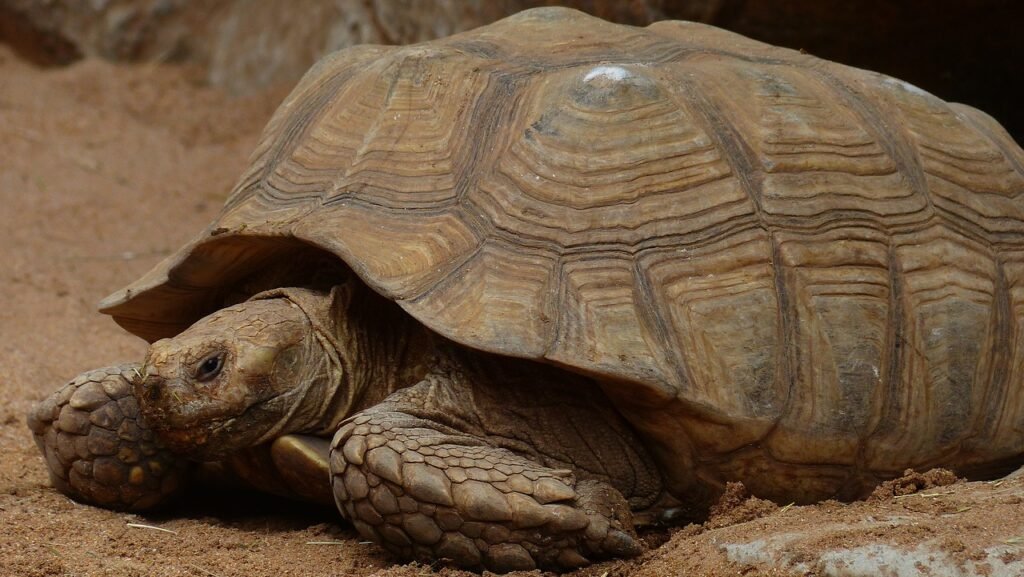 tortuga de espolones africana