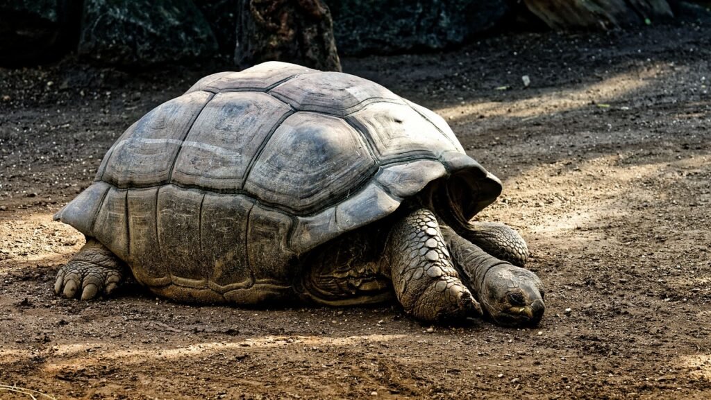 tortuga de tierra