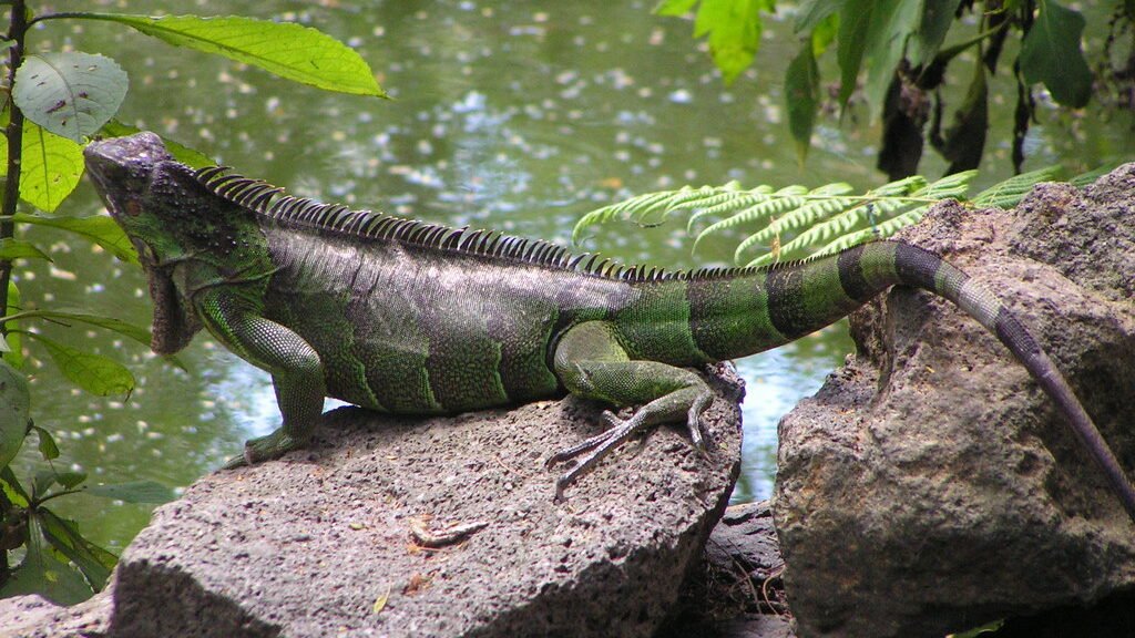 iguana verde
