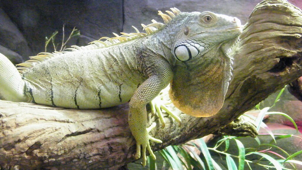 iguana verde