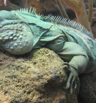 Iguana azul