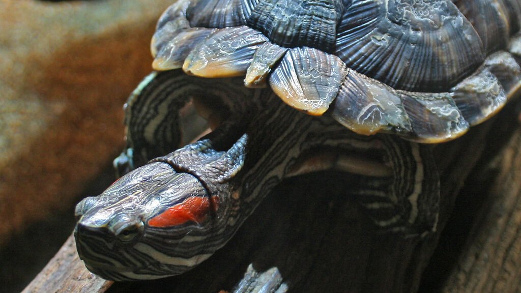 caracteristicas de la tortuga de orejas rojas