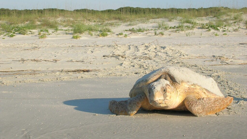 caracteristicas de la tortuga boba