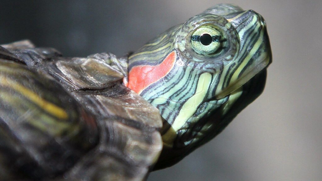 reproduccion de la tortuga de orejas rojas