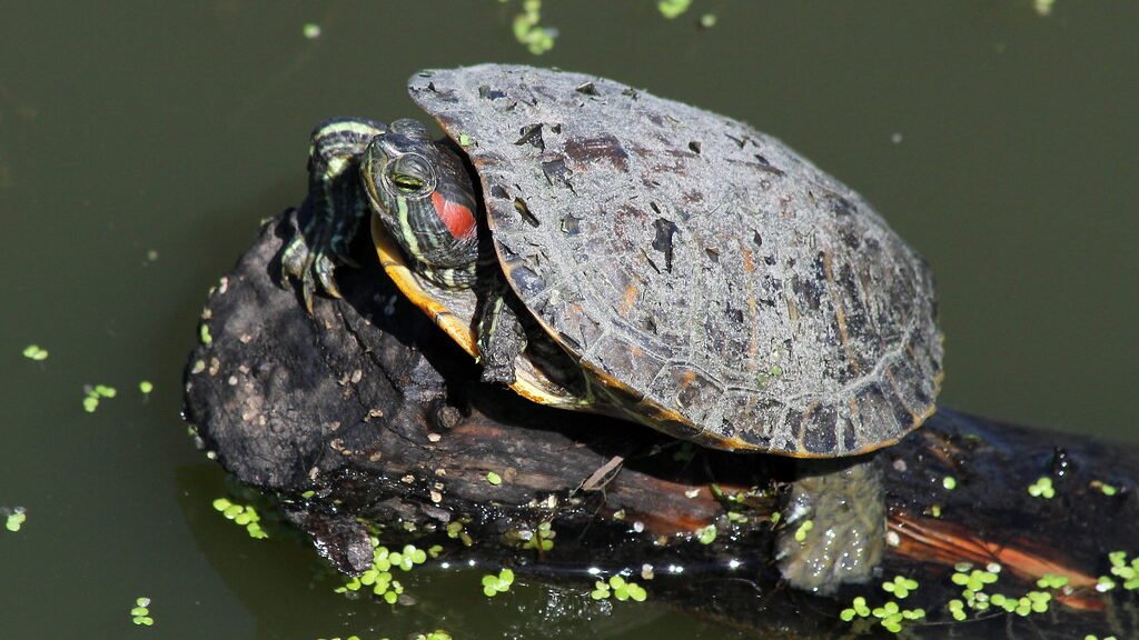 vida de la tortuga de orejas rojas