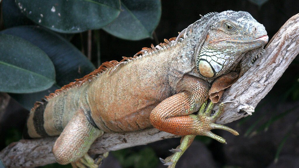 iguana verde