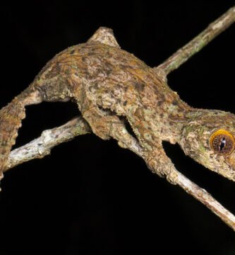gecko de cola de hoja musgosa
