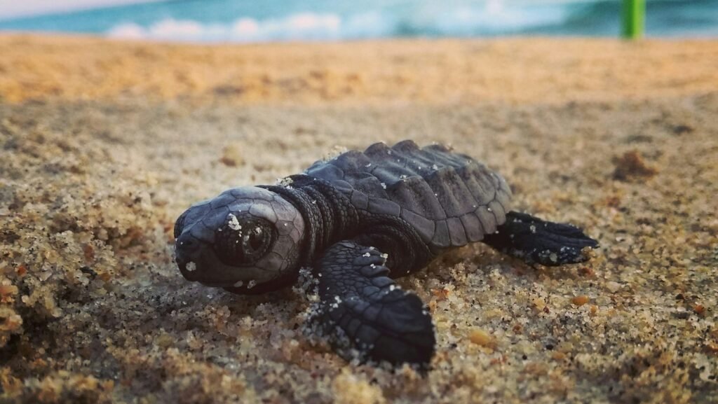 reproduccion de tortugas marinas