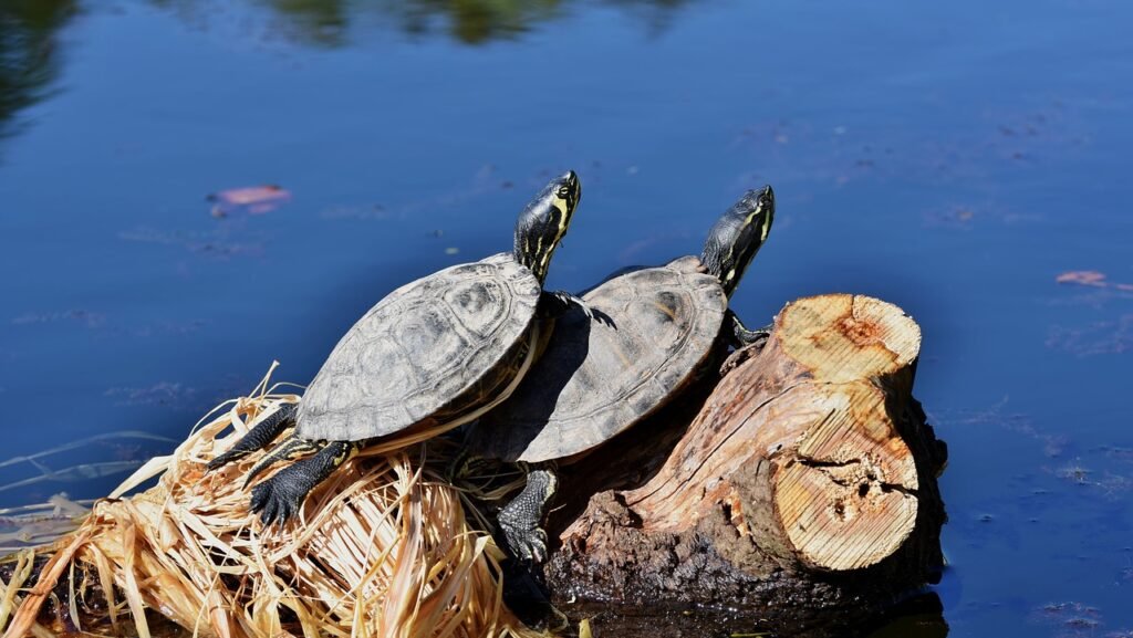 tortugas de agua dulce