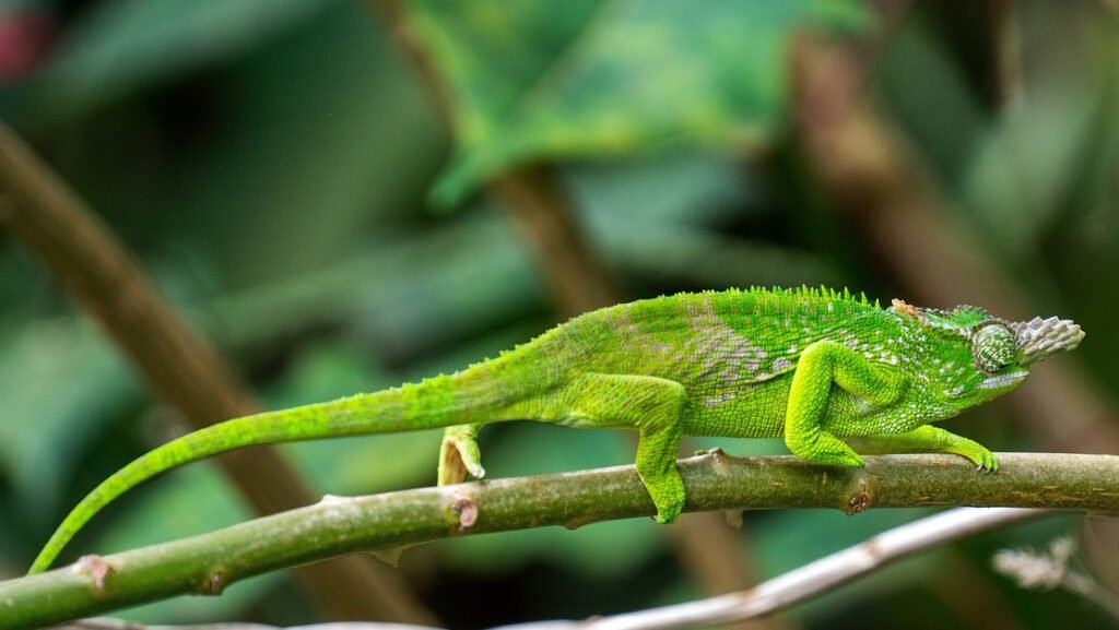 Camaleon Enano de Fischer
