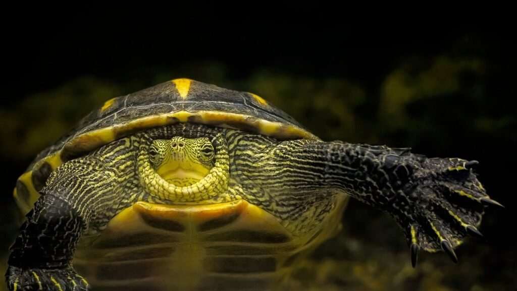 enfermedades de las tortugas de agua dulce