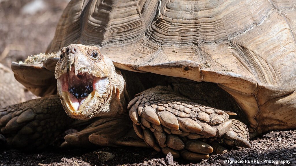 comportamiento de la tortuga de espolones africana