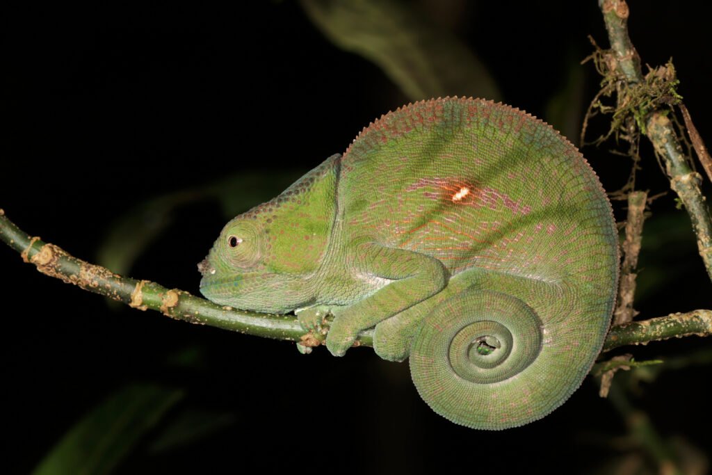 camaleon de parson