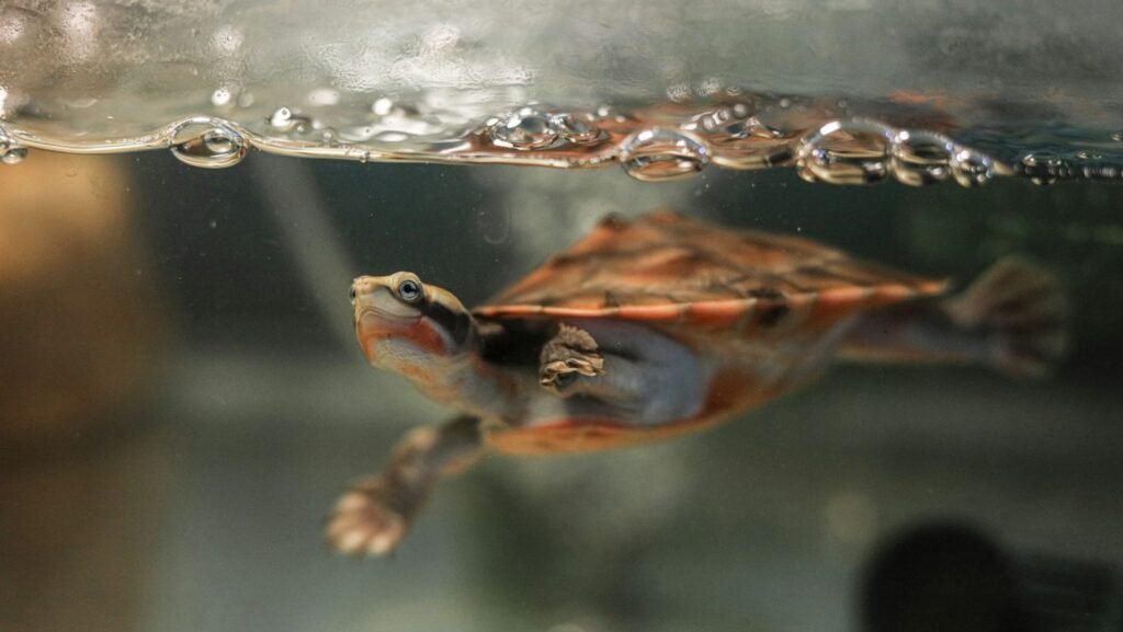 tortugas de agua dulce