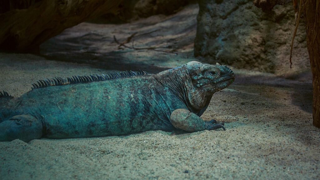iguana de acklin