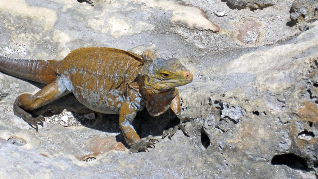 iguana de acklin