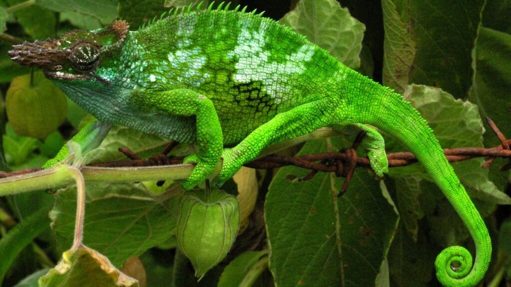 Camaleon Enano de Fischer