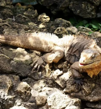 iguana cubana
