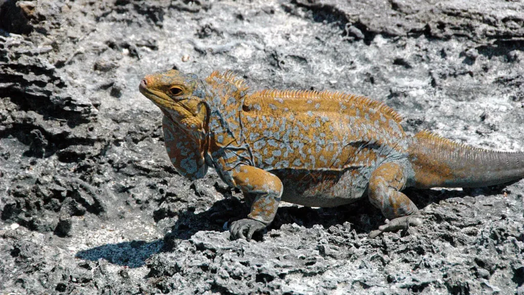 Iguana de Acklin