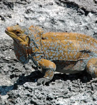 Iguana de Acklin