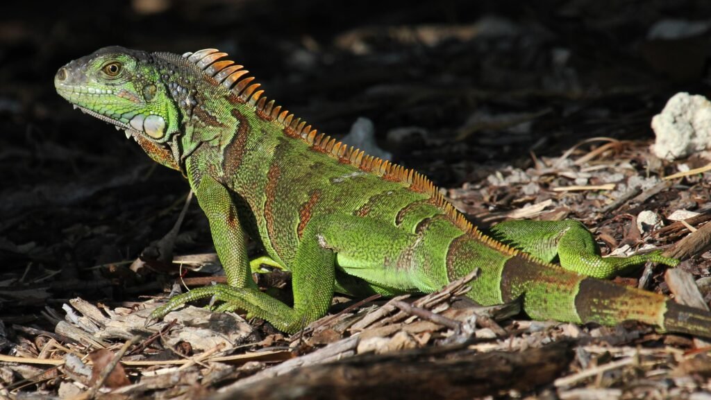 Iguana Verde