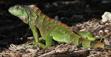 Iguana Verde