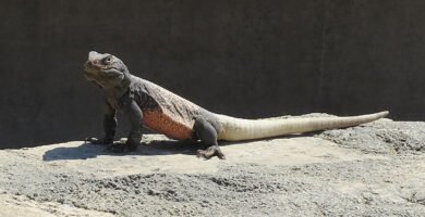 Chuckwalla