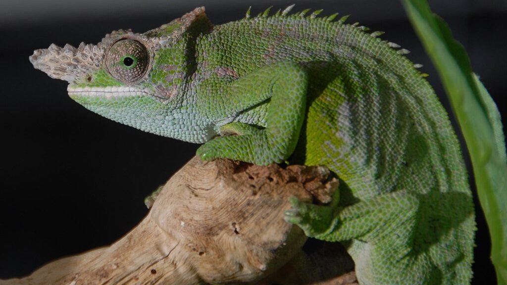 Camaleon Enano de Fischer