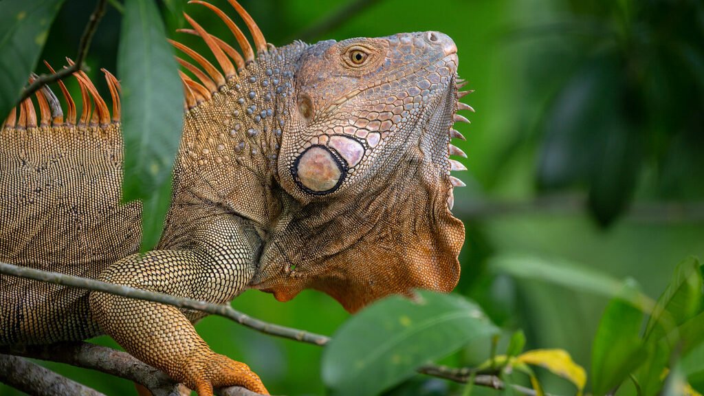 iguana verde