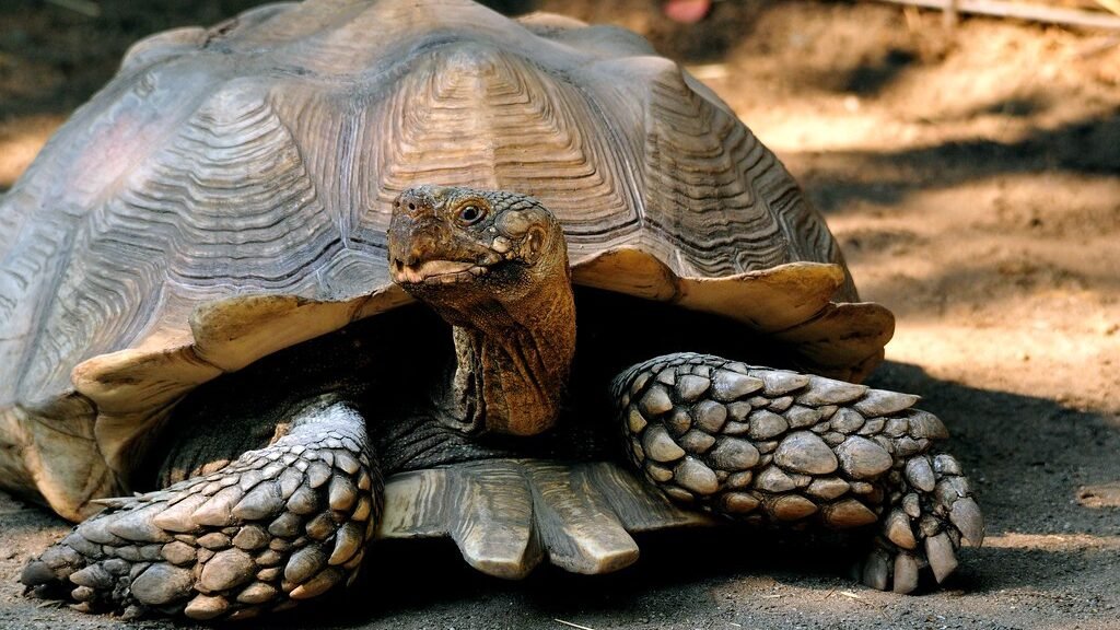 alimentacion de la tortuga de espolones africana