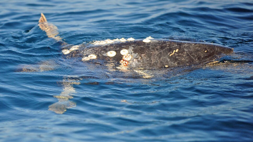 amenazas de la tortuga olivacea