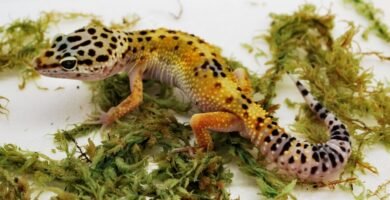 gecko leopardo