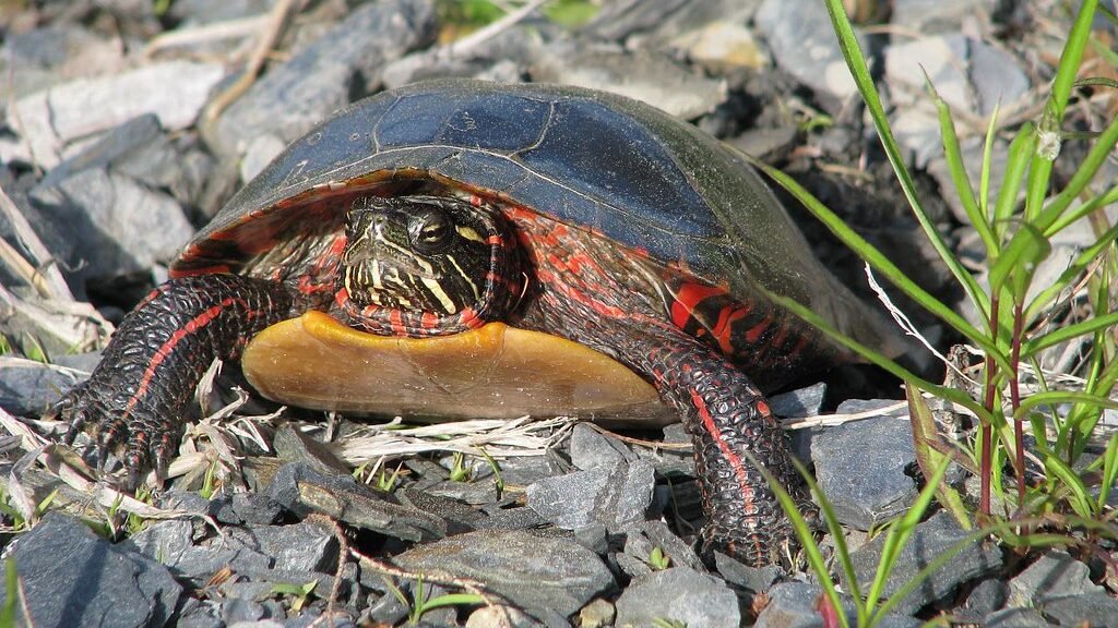 tortugas de agua dulce