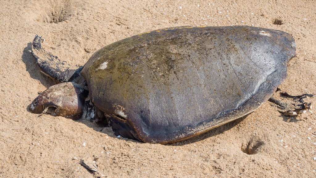 vida de la tortuga olivacea